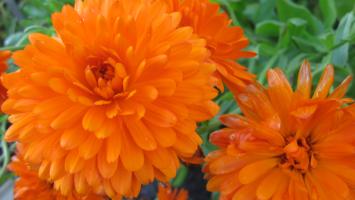 <img0*200:stuff/z/4731/Lin%2527s%2520Floral%2520Stock%2520I/lin-flowerstock-0026.jpg>