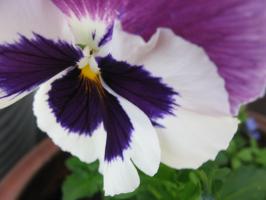 <img0*200:stuff/z/4731/Lin%2527s%2520Floral%2520Stock%2520I/lin-flowerstock-0028.jpg>