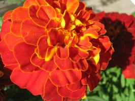 <img0*200:stuff/z/4731/Lin%2527s%2520Floral%2520Stock%2520I/lin-flowerstock-0031.jpg>