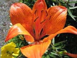 <img0*200:stuff/z/4731/Lin%2527s%2520Floral%2520Stock%2520I/lin-flowerstock-0032.jpg>