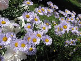 <img0*200:stuff/z/4731/Lin%2527s%2520Floral%2520Stock%2520I/lin-flowerstock-0033.jpg>