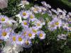 <img100*0:http://elftown.heddate.com/stuff/z/4731/Lin%2527s%2520Floral%2520Stock%2520I/lin-flowerstock-0033.jpg>