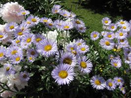 <img0*200:stuff/z/4731/Lin%2527s%2520Floral%2520Stock%2520I/lin-flowerstock-0034.jpg>