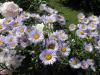 <img100*0:http://elftown.heddate.com/stuff/z/4731/Lin%2527s%2520Floral%2520Stock%2520I/lin-flowerstock-0034.jpg>