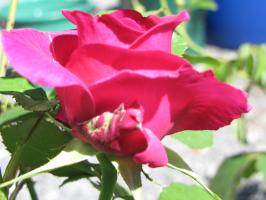 <img0*200:stuff/z/4731/Lin%2527s%2520Floral%2520Stock%2520I/lin-flowerstock-0035.jpg>