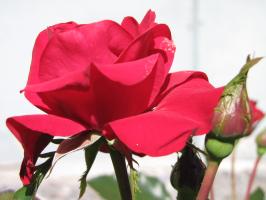<img0*200:stuff/z/4731/Lin%2527s%2520Floral%2520Stock%2520I/lin-flowerstock-0037.jpg>