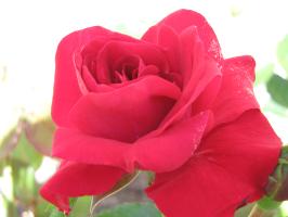 <img0*200:stuff/z/4731/Lin%2527s%2520Floral%2520Stock%2520I/lin-flowerstock-0038.jpg>