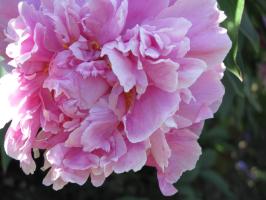 <img0*200:stuff/z/4731/Lin%2527s%2520Floral%2520Stock%2520I/lin-flowerstock-0041.jpg>