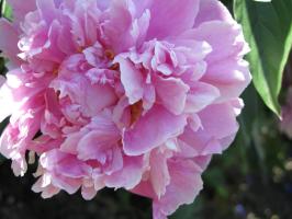 <img0*200:stuff/z/4731/Lin%2527s%2520Floral%2520Stock%2520I/lin-flowerstock-0042.jpg>