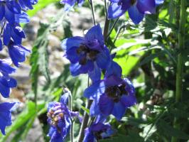 <img0*200:stuff/z/4731/Lin%2527s%2520Floral%2520Stock%2520I/lin-flowerstock-0043.jpg>