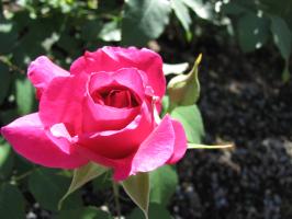 <img0*200:stuff/z/4731/Lin%2527s%2520Floral%2520Stock%2520I/lin-flowerstock-0044.jpg>