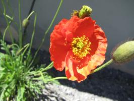 <img0*200:stuff/z/4731/Lin%2527s%2520Floral%2520Stock%2520I/lin-flowerstock-0046.jpg>