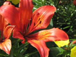 <img0*200:stuff/z/4731/Lin%2527s%2520Floral%2520Stock%2520I/lin-flowerstock-0047.jpg>