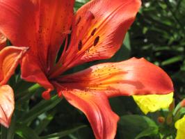 <img0*200:stuff/z/4731/Lin%2527s%2520Floral%2520Stock%2520I/lin-flowerstock-0048.jpg>