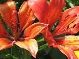 <img0*200:stuff/z/4731/Lin%2527s%2520Floral%2520Stock%2520I/lin-flowerstock-0049.jpg>
