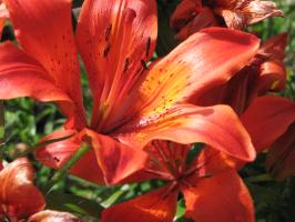 <img0*200:stuff/z/4731/Lin%2527s%2520Floral%2520Stock%2520I/lin-flowerstock-0050.jpg>