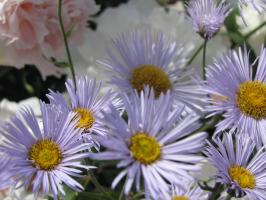 <img0*200:stuff/z/4731/Lin%2527s%2520Floral%2520Stock%2520I/lin-flowerstock-0051.jpg>