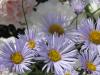 <img100*0:http://elftown.heddate.com/stuff/z/4731/Lin%2527s%2520Floral%2520Stock%2520I/lin-flowerstock-0051.jpg>