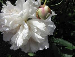 <img0*200:stuff/z/4731/Lin%2527s%2520Floral%2520Stock%2520I/lin-flowerstock-0052.jpg>