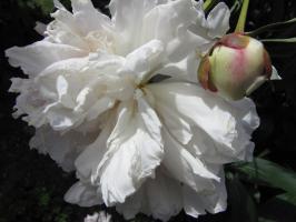 <img0*200:stuff/z/4731/Lin%2527s%2520Floral%2520Stock%2520I/lin-flowerstock-0053.jpg>