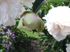 <img0*200:stuff/z/4731/Lin%2527s%2520Floral%2520Stock%2520I/lin-flowerstock-0054.jpg>
