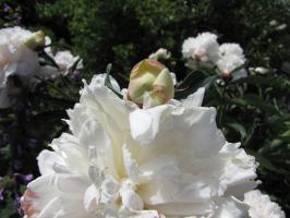 <img0*200:stuff/z/4731/Lin%2527s%2520Floral%2520Stock%2520I/lin-flowerstock-0055.jpg>