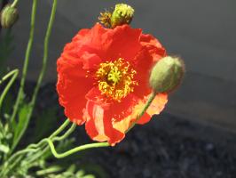 <img0*200:stuff/z/4731/Lin%2527s%2520Floral%2520Stock%2520I/lin-flowerstock-45.jpg>