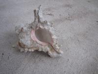 <img200*0:stuff/z/4731/Lin%2527s%2520Seashell%2520Stock%2520I/lin-seashellstock-0001.jpg>