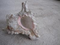 <img200*0:stuff/z/4731/Lin%2527s%2520Seashell%2520Stock%2520I/lin-seashellstock-0002.jpg>