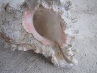 <img200*0:stuff/z/4731/Lin%2527s%2520Seashell%2520Stock%2520I/lin-seashellstock-0003.jpg>