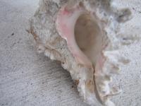 <img200*0:stuff/z/4731/Lin%2527s%2520Seashell%2520Stock%2520I/lin-seashellstock-0004.jpg>