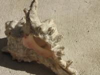 <img200*0:stuff/z/4731/Lin%2527s%2520Seashell%2520Stock%2520I/lin-seashellstock-0005.jpg>