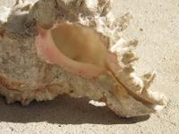 <img200*0:stuff/z/4731/Lin%2527s%2520Seashell%2520Stock%2520I/lin-seashellstock-0006.jpg>