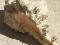 <img200*0:stuff/z/4731/Lin%2527s%2520Seashell%2520Stock%2520I/lin-seashellstock-0007.jpg>