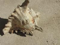 <img200*0:stuff/z/4731/Lin%2527s%2520Seashell%2520Stock%2520I/lin-seashellstock-0008.jpg>