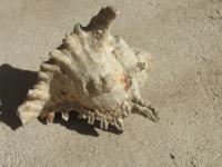 <img200*0:stuff/z/4731/Lin%2527s%2520Seashell%2520Stock%2520I/lin-seashellstock-0009.jpg>