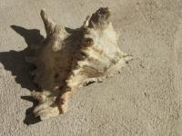 <img200*0:stuff/z/4731/Lin%2527s%2520Seashell%2520Stock%2520I/lin-seashellstock-0010.jpg>