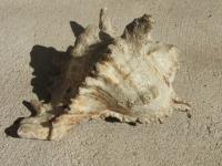 <img200*0:stuff/z/4731/Lin%2527s%2520Seashell%2520Stock%2520I/lin-seashellstock-0011.jpg>