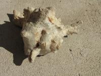 <img200*0:stuff/z/4731/Lin%2527s%2520Seashell%2520Stock%2520I/lin-seashellstock-0012.jpg>