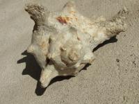 <img200*0:stuff/z/4731/Lin%2527s%2520Seashell%2520Stock%2520I/lin-seashellstock-0013.jpg>