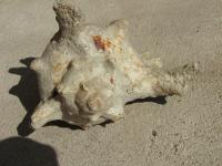 <img200*0:stuff/z/4731/Lin%2527s%2520Seashell%2520Stock%2520I/lin-seashellstock-0015.jpg>
