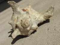 <img200*0:stuff/z/4731/Lin%2527s%2520Seashell%2520Stock%2520I/lin-seashellstock-0016.jpg>