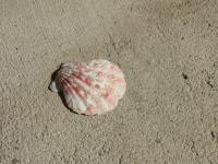 <img200*0:stuff/z/4731/Lin%2527s%2520Seashell%2520Stock%2520I/lin-seashellstock-0017.jpg>