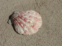 <img200*0:stuff/z/4731/Lin%2527s%2520Seashell%2520Stock%2520I/lin-seashellstock-0018.jpg>