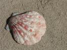 Lin's Seashell Stock I