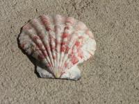 <img200*0:stuff/z/4731/Lin%2527s%2520Seashell%2520Stock%2520I/lin-seashellstock-0020.jpg>