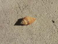 <img200*0:stuff/z/4731/Lin%2527s%2520Seashell%2520Stock%2520I/lin-seashellstock-0021.jpg>
