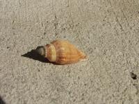 <img200*0:stuff/z/4731/Lin%2527s%2520Seashell%2520Stock%2520I/lin-seashellstock-0022.jpg>