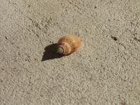 <img200*0:stuff/z/4731/Lin%2527s%2520Seashell%2520Stock%2520I/lin-seashellstock-0023.jpg>