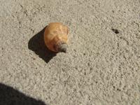 <img200*0:stuff/z/4731/Lin%2527s%2520Seashell%2520Stock%2520I/lin-seashellstock-0024.jpg>